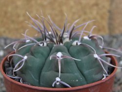 Gymnocalycium vatteri, pot 6,5 cm - 12407979