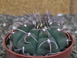 Gymnocalycium vatteri, pot 6,5 cm - 12407980