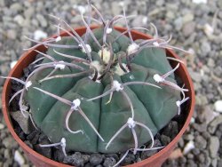 Gymnocalycium vatteri, pot 6,5 cm