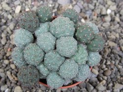 Puna bonniae pot 5,5 cm - 12407982