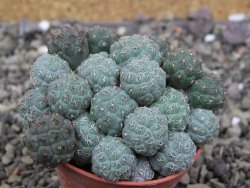 Puna bonniae pot 5,5 cm