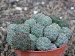 Puna bonniae pot 5,5 cm - 12407984