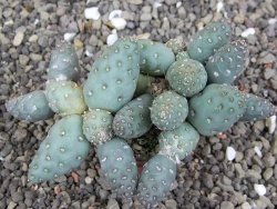 Puna mandragora, květináč 5,5 cm