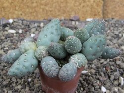 Puna mandragora, květináč 5,5 cm - 12407994