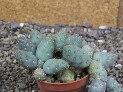 Puna mandragora, květináč 5,5 cm - 12407995