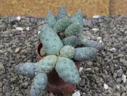 Puna mandragora, květináč 5,5 cm - 12407996