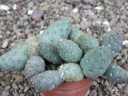 Puna mandragora, květináč 5,5 cm - 12407997