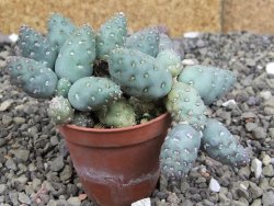 Puna mandragora, květináč 5,5 cm - 12407998