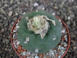 Lophophora difusa ? lutea, pot 6,5 cm