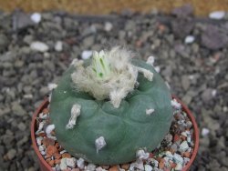 Lophophora difusa ? lutea, pot 6,5 cm - 12408010