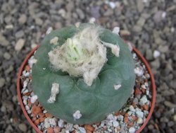Lophophora difusa ? lutea, pot 6,5 cm - 12408011