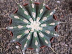 Ferocactus glaucescens inermis, pot 10 cm
