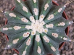 Ferocactus glaucescens inermis, pot 10 cm - 12408013