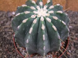Ferocactus glaucescens inermis, pot 10 cm - 12408014