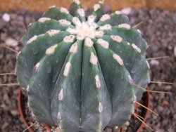 Ferocactus glaucescens inermis, pot 10 cm - 12408015