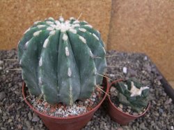 Ferocactus glaucescens inermis, pot 10 cm - 12408016