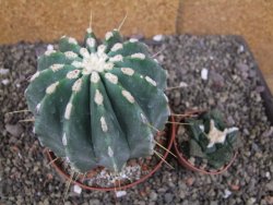 Ferocactus glaucescens inermis, pot 10 cm - 12408017
