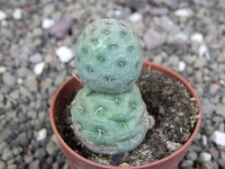 Tephrocactus geometricus pot 5,5 cm