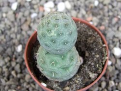 Tephrocactus geometricus pot 5,5 cm - 12408019