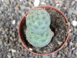 Tephrocactus geometricus pot 5,5 cm - 12408020