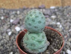 Tephrocactus geometricus pot 5,5 cm - 12408021