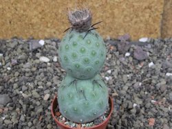 Tephrocactus geometricus pot 5,5 cm - 12408022