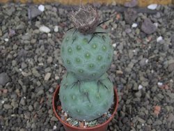 Tephrocactus geometricus pot 5,5 cm - 12408023