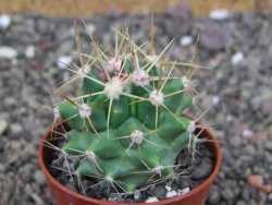 Ferobergia semenáč, pot 5,5 cm