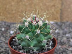 Ferobergia semenáč, pot 5,5 cm - 12408033