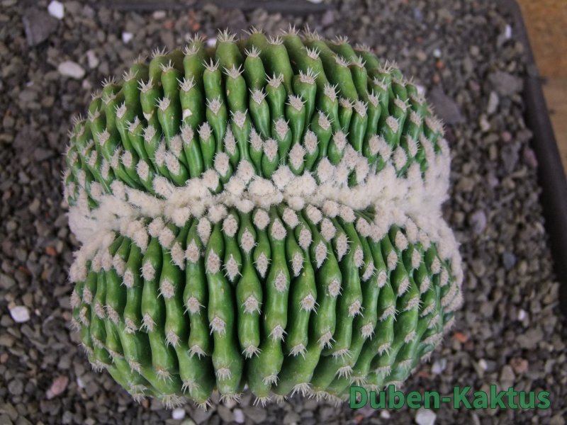 Echinocactus grusonii inermis cristata