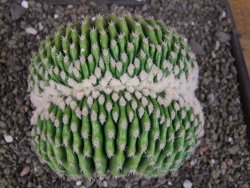 Echinocactus grusonii inermis cristata
