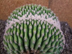 Echinocactus grusonii inermis cristata - 12408053