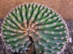 Echinocactus grusonii inermis cristata - 12408054