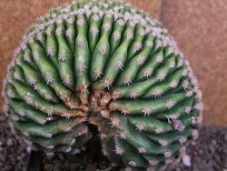 Echinocactus grusonii inermis cristata - 12408057