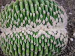 Echinocactus grusonii inermis cristata - 12408058