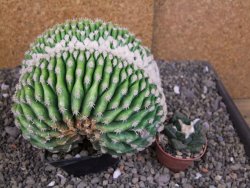 Echinocactus grusonii inermis cristata - 12408059