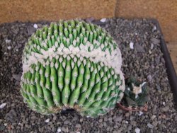 Echinocactus grusonii inermis cristata - 12408060