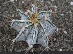 Astrophytum Dinosaur X ornatum květináč 5,5 cm - 12408061