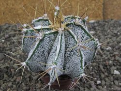 Astrophytum Dinosaur X ornatum květináč 5,5 cm - 12408062