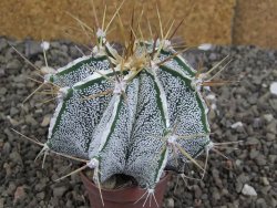 Astrophytum Dinosaur X ornatum květináč 5,5 cm - 12408063