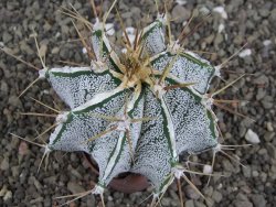 Astrophytum Dinosaur X ornatum květináč 5,5 cm - 12408064