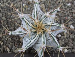 Astrophytum Dinosaur X ornatum květináč 5,5 cm