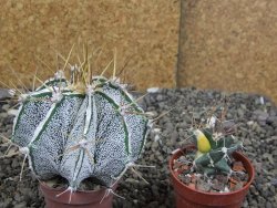 Astrophytum Dinosaur X ornatum květináč 5,5 cm - 12408066