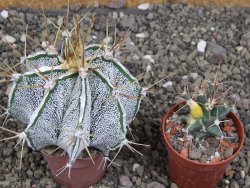 Astrophytum Dinosaur X ornatum květináč 5,5 cm - 12408067