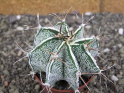 Astrophytum Dinosaur X ornatum květináč 6,5 cm