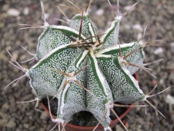 Astrophytum Dinosaur X ornatum květináč 6,5 cm - 12408069