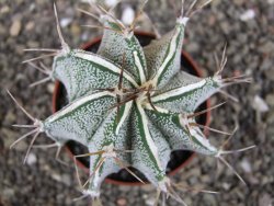 Astrophytum Dinosaur X ornatum květináč 6,5 cm - 12408070