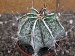 Astrophytum Dinosaur X ornatum květináč 6,5 cm - 12408071