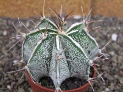 Astrophytum Dinosaur X ornatum květináč 6,5 cm - 12408072