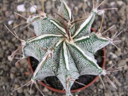 Astrophytum Dinosaur X ornatum květináč 6,5 cm - 12408073